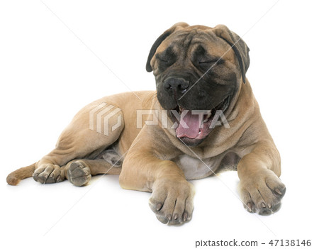 yawning young bull mastiff in studio yawning young bull mastiff in studio 47138146
