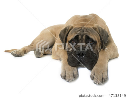 young bull mastiff in studio young bull mastiff in studio 47138149