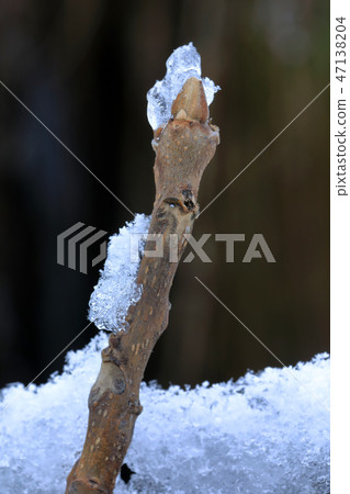 冬天發芽與雪和冰亞馬鎮,福島縣發現 冬天發芽與雪和冰亞馬鎮,福島縣發現 47138204