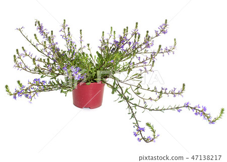 scaevola in studio scaevola in studio 47138217