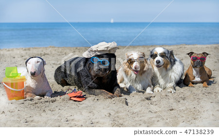 dogs on beach dogs on beach 47138239
