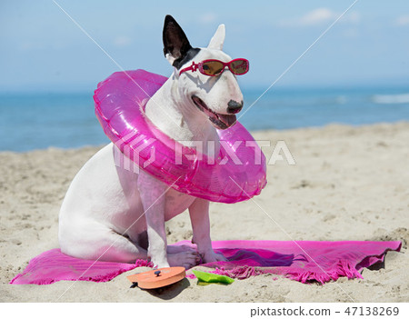 bull terrier on beach 47138269