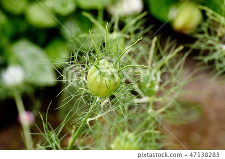 Seeds of Nigella blooming in Mitaka Nakahara 47138283