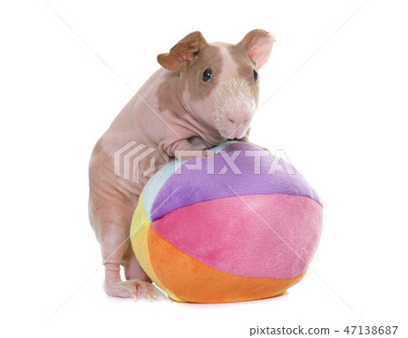 skinny guinea pig skinny guinea pig 47138687