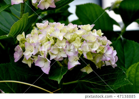 Hydrangea blooming in Mitaka Nakahara Hydrangea blooming in Mitaka Nakahara 47138885