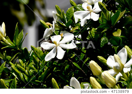 White flower gardenia flowers blooming in Mitaka Nakahara 47138979