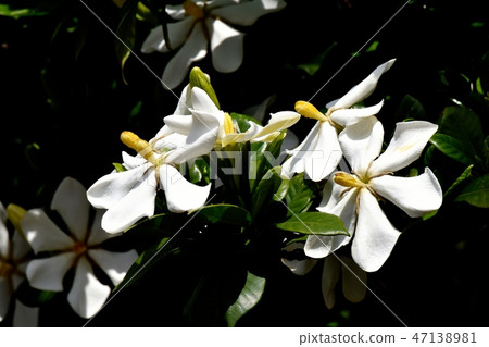 White flower gardenia flowers blooming in Mitaka Nakahara 47138981
