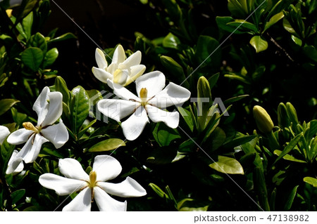 白花梔子花開花在三鷹中原 白花梔子花開花在三鷹中原 47138982