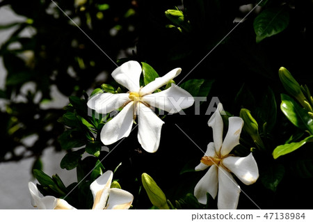 White flower gardenia flowers blooming in Mitaka Nakahara 47138984