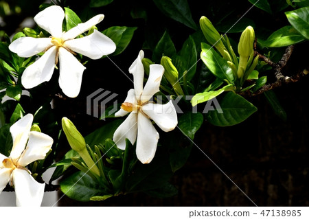 白花梔子花開花在三鷹中原 白花梔子花開花在三鷹中原 47138985