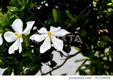 White flower gardenia flowers blooming in Mitaka Nakahara White flower gardenia flowers blooming in Mitaka Nakahara 47139009