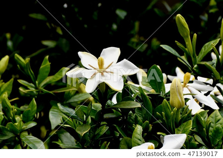 White flower gardenia flowers blooming in Mitaka Nakahara 47139017