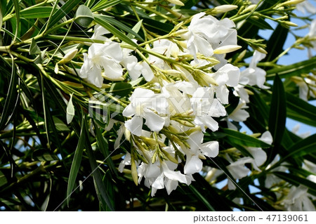 White Mandarin orange blooming in Mitaka Nakahara White Mandarin orange blooming in Mitaka Nakahara 47139061