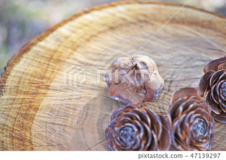 Brown cedar rose 47139297