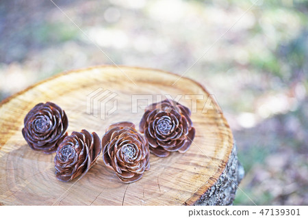 Brown cedar rose Brown cedar rose 47139301