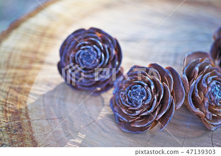 Brown cedar rose 47139303