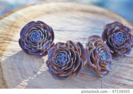 布朗雪鬆上升了 47139305