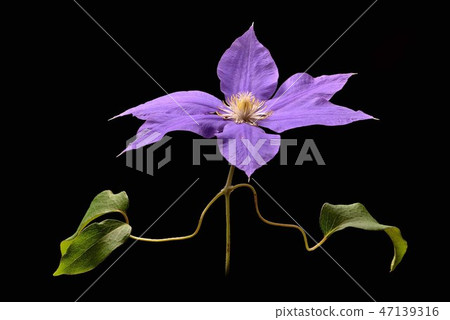 Clematis 47139316