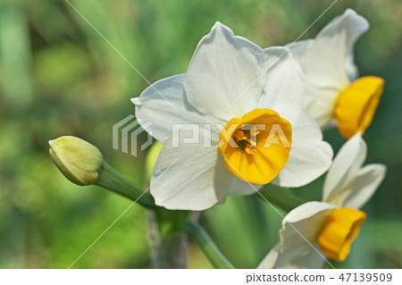 White flowers of Japanese apricot White flowers of Japanese apricot 47139509