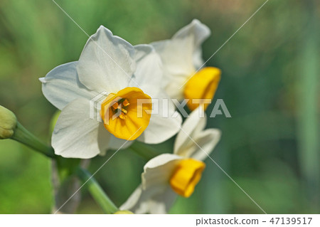 White flowers of Japanese apricot 47139517