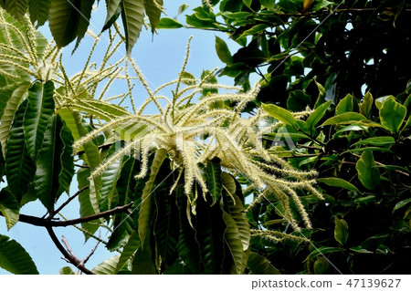 White chestnut flower blooming in Mitaka Nakahara 47139627