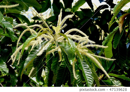 White chestnut flower blooming in Mitaka Nakahara 47139628