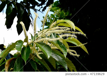 White chestnut flower blooming in Mitaka Nakahara 47139629