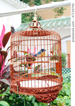 Hong Kong · Garden Street Sparrow Bird Garden Hong Kong · Garden Street Sparrow Bird Garden 47139740