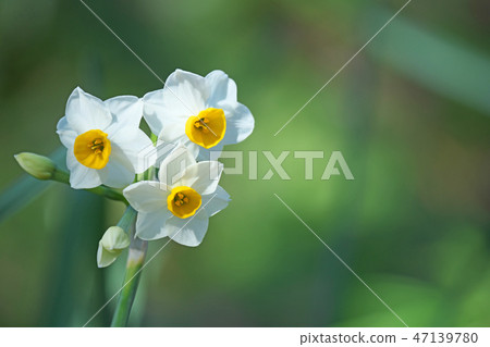 White flowers of Japanese apricot 47139780