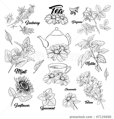 Tea Herbs Monochrome Engraving Set. Tea Herbs Monochrome Engraving Set. 47139890