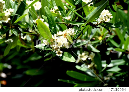 開花在三鷹中原的Shalinbai花 開花在三鷹中原的Shalinbai花 47139964