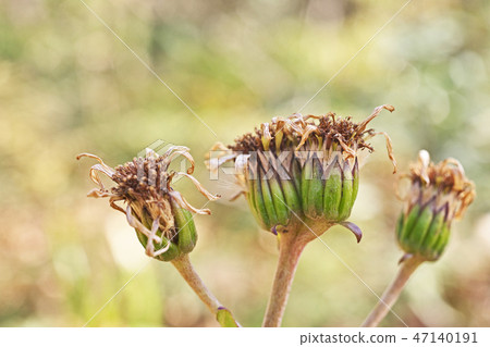 花後的Tsuwabuki已經分散 47140191