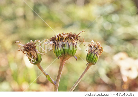 花後的Tsuwabuki已經分散 47140192