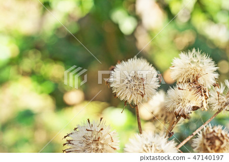 Tsubaki的絨毛 47140197