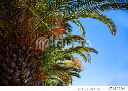 Upward Shot of Tall Palm Tree under Blue Sky. Tiny 47140204