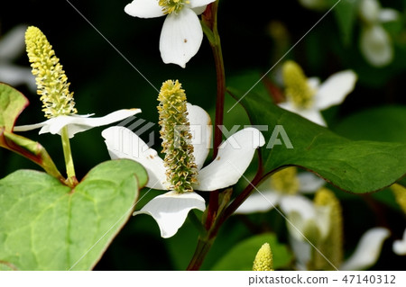 開花在三鷹中原的Dokudami花 開花在三鷹中原的Dokudami花 47140312