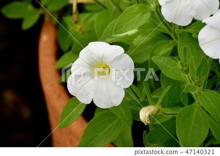 White Petunia blooming in Mitaka Nakahara White Petunia blooming in Mitaka Nakahara 47140321