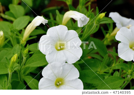 開花在三鷹中原的白色喇叭花 開花在三鷹中原的白色喇叭花 47140395