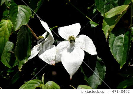 開花在三鷹中原的白色野公豬花 47140402