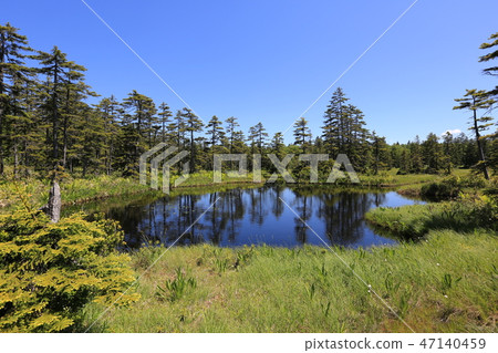 Ukishima Wetland (early summer-summer) [Hokkaido Kamikawa-cho] 47140459