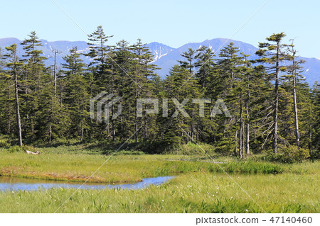 Ukishima Wetland (early summer-summer) [Hokkaido Kamikawa-cho] 47140460