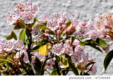 Karmia blooming in Mitaka Nakahara (American rhododendron) 47140484