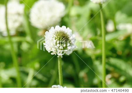 White clover blooming in Mitaka Nakahara (White clover) 47140490