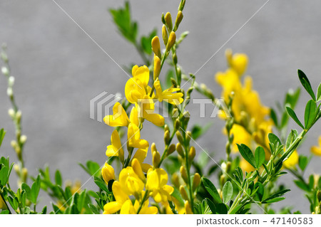 在三鷹中原開花的黃色仙人掌花（Himenichida） 47140583