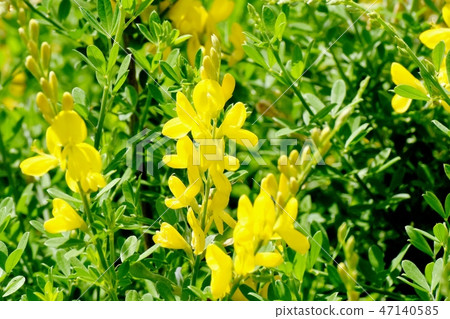 在三鷹中原開花的黃色仙人掌花（Himenichida） 47140585