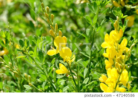 在三鷹中原開花的黃色仙人掌花(Himenichida) 在三鷹中原開花的黃色仙人掌花(Himenichida) 47140586