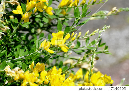 A flower of yellow prickly pear (Himenichida) that blooms in Mitaka Nakahara 47140605