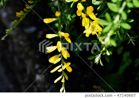 在三鷹中原開花的黃色仙人掌花(Himenichida) 在三鷹中原開花的黃色仙人掌花(Himenichida) 47140607