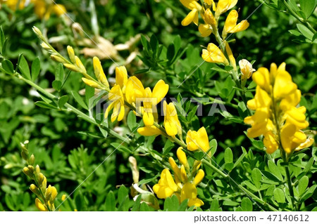 在三鷹中原開花的黃色仙人掌花(Himenichida) 在三鷹中原開花的黃色仙人掌花(Himenichida) 47140612