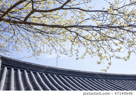 山花,Bongeunsa寺,江南區,首爾 山花,Bongeunsa寺,江南區,首爾 47140646